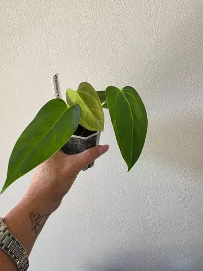 plant/Anthurium Dark Panama (Goliath) x port-1-thumbnail