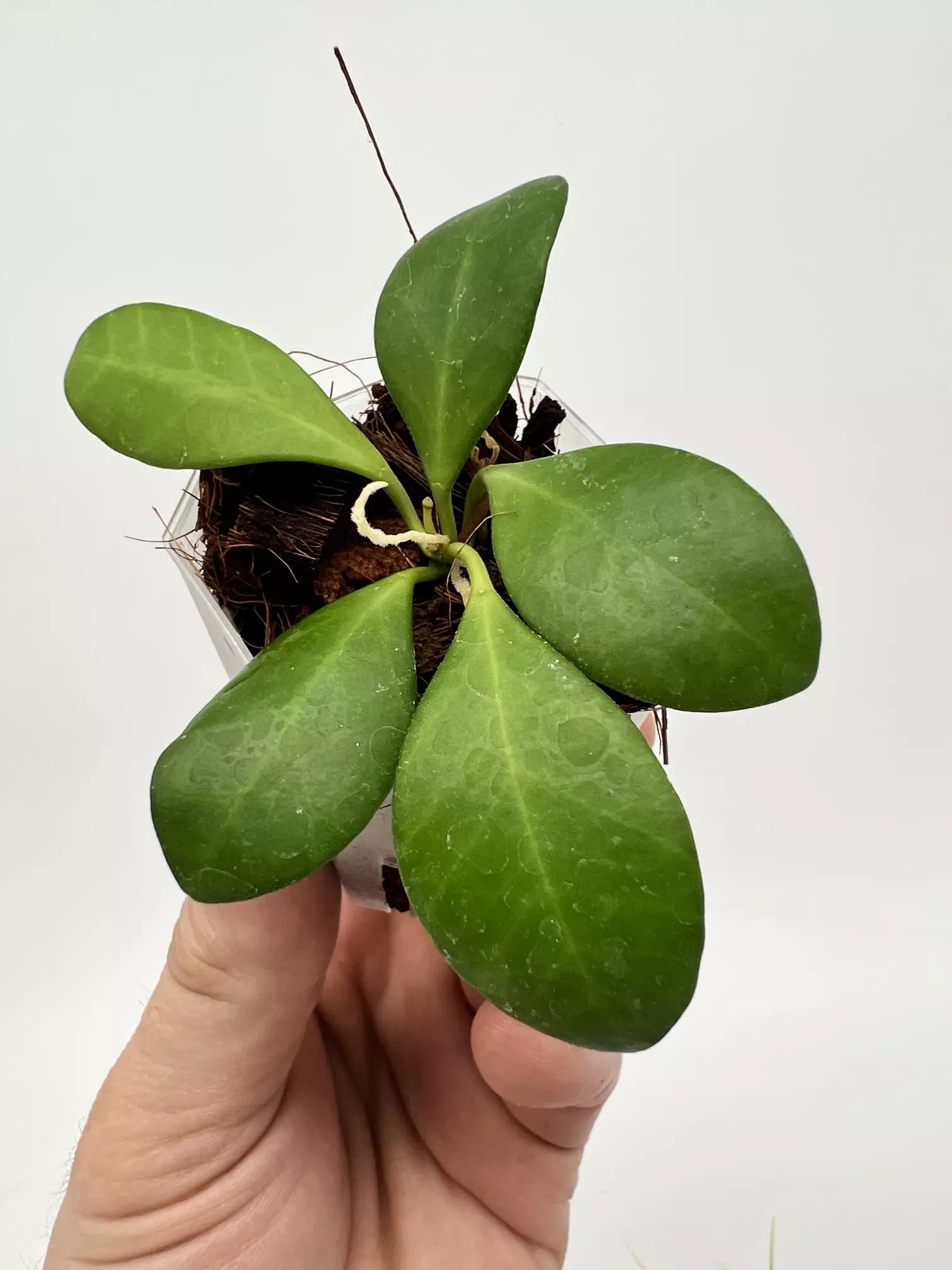 plant/A1 yellow sapphire - farmers selected-0