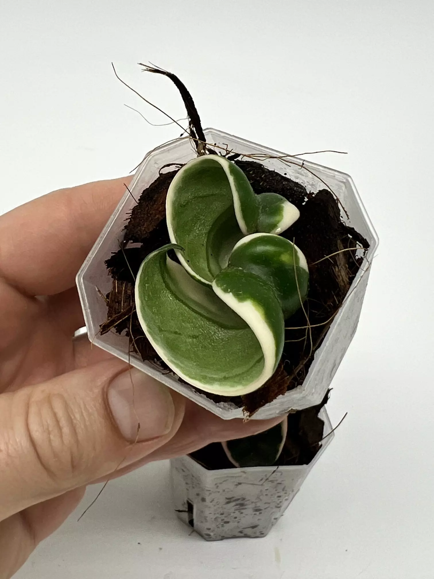 plant/A1 Carnosa Mariana - farmers selected-1