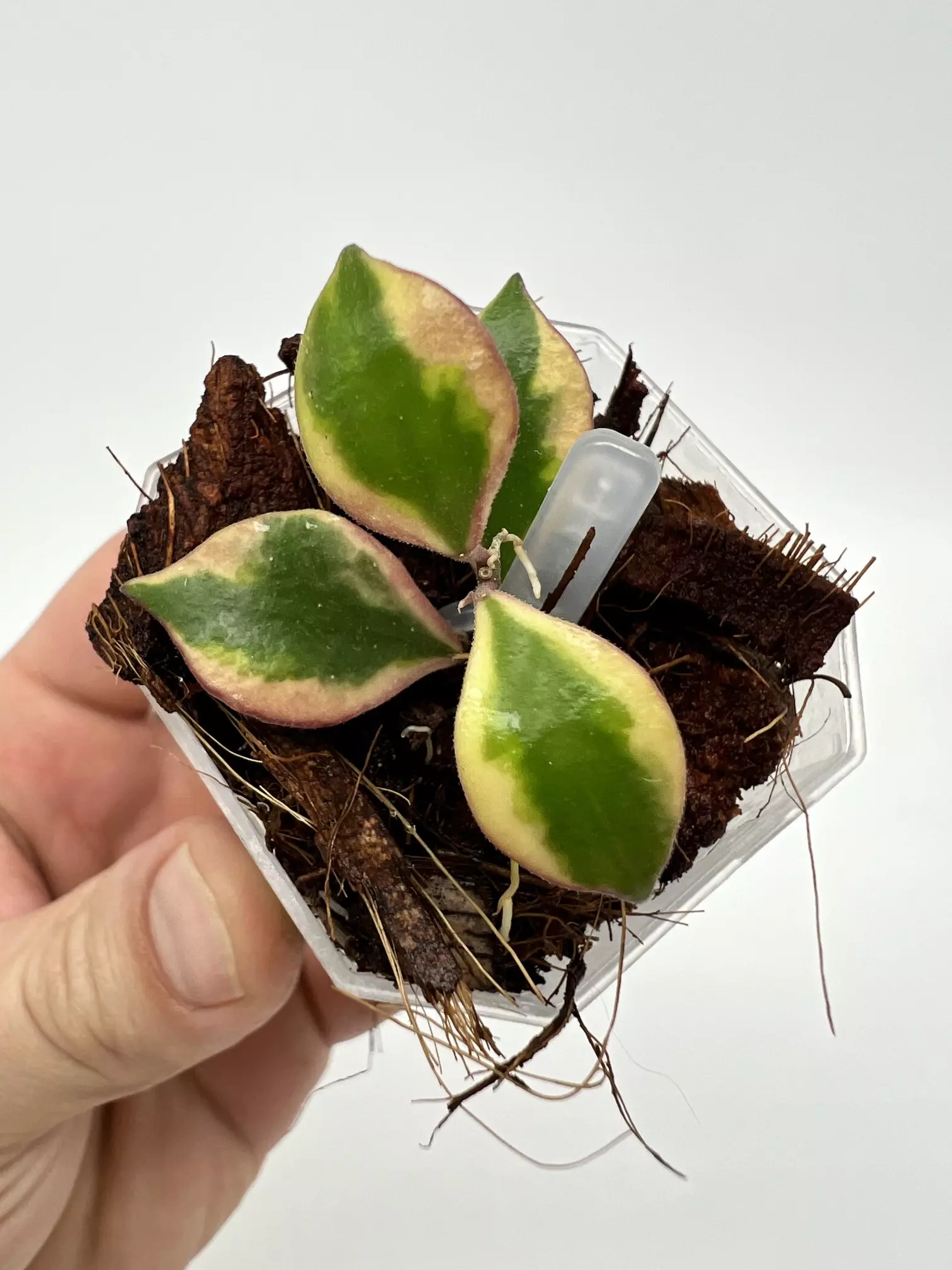 plant/A1 Bakoensis Albo - farmers selected-0