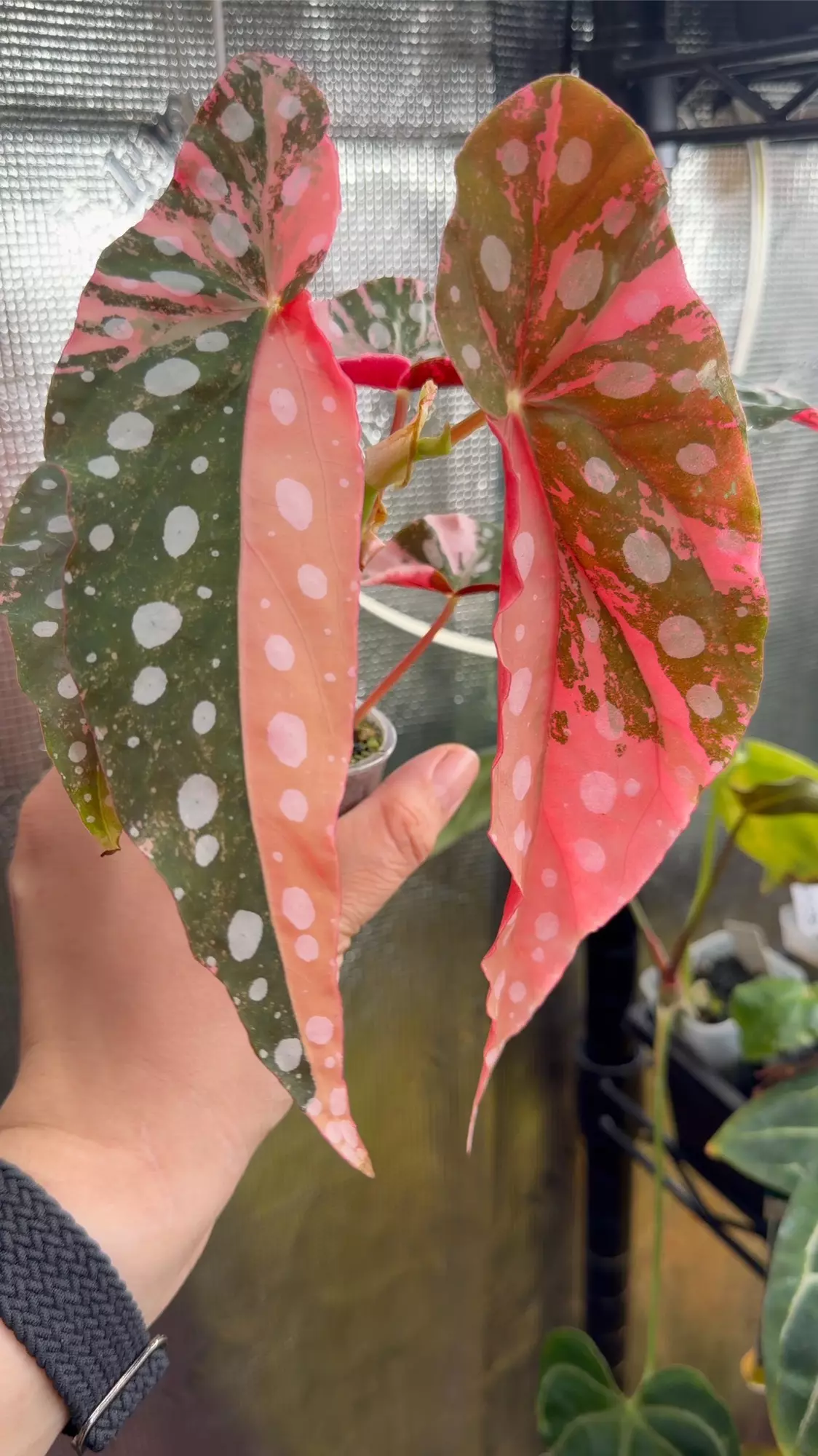 plant/Begonia pink Maculata-1