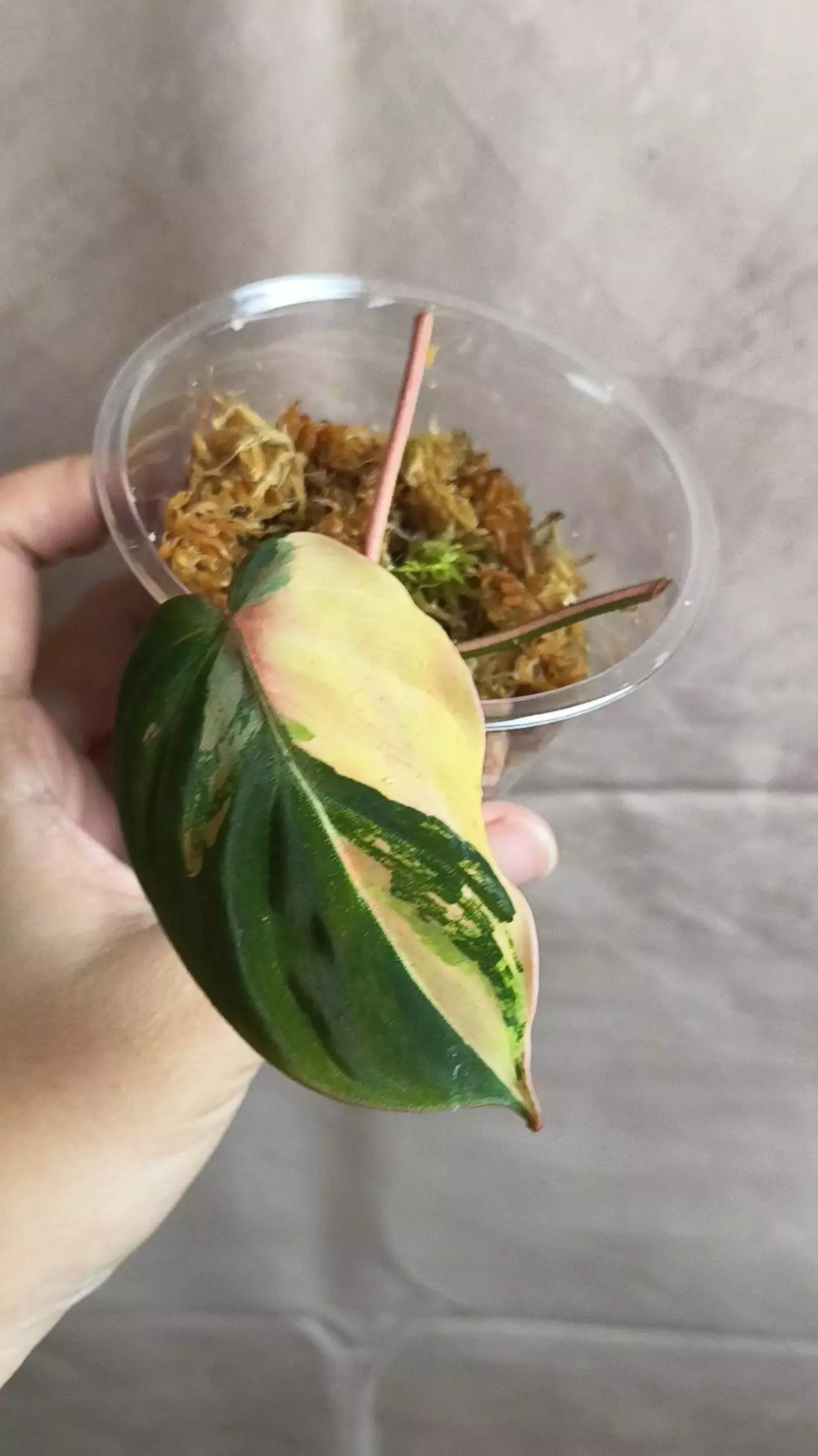 plant/Philodendron Micans Aurea/Pink Var-1