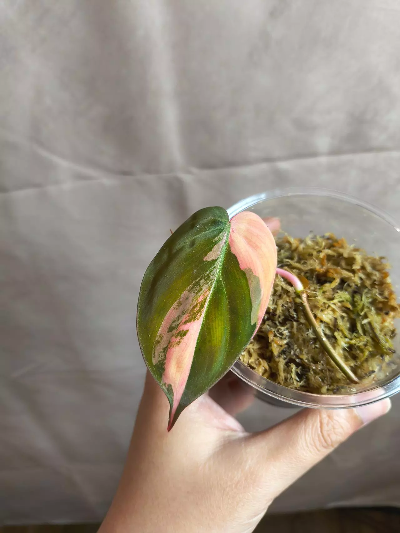 plant/Philodendron Micans Aurea/Pink Var (Not true pink Micans)-0