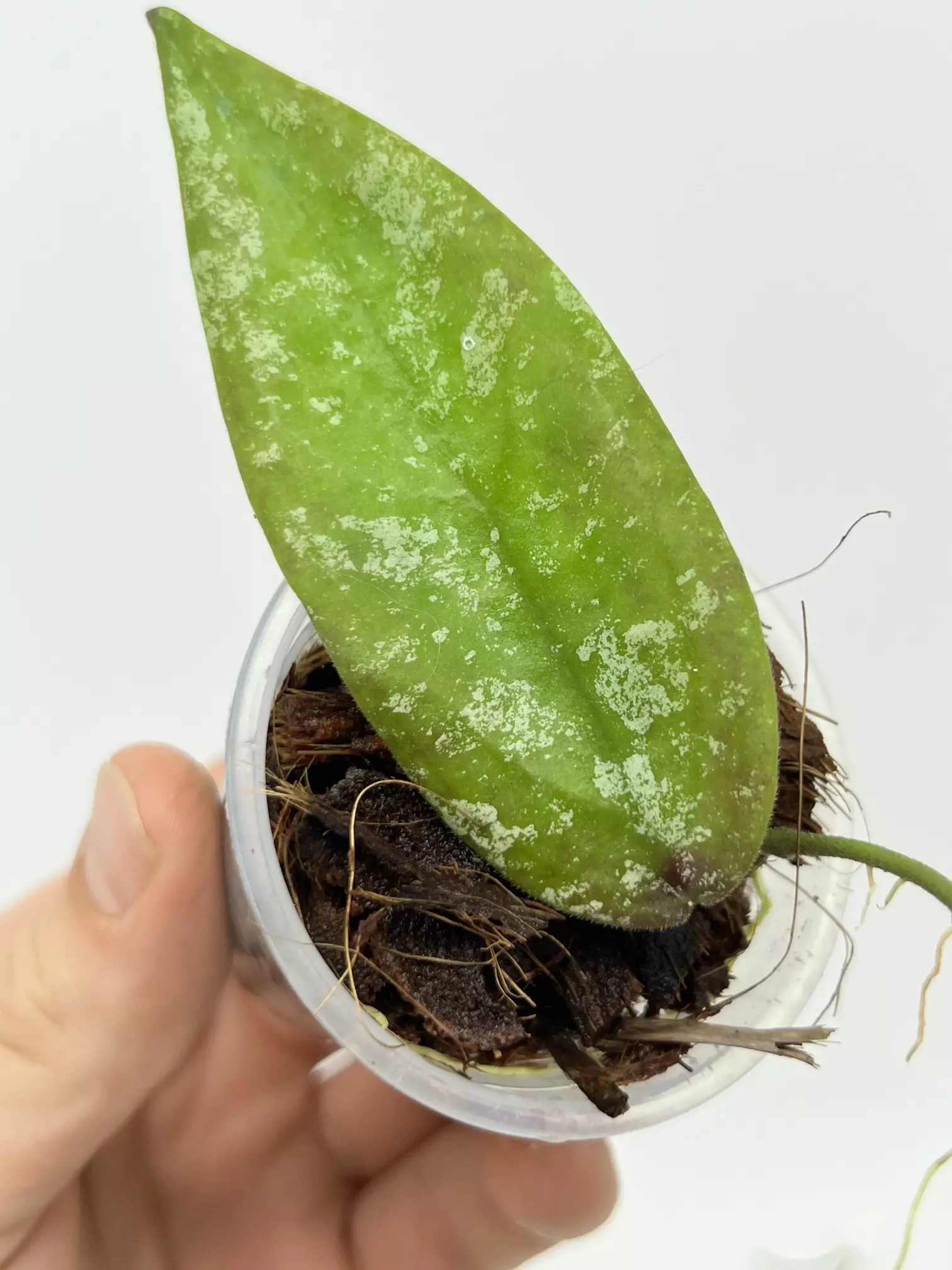 plant/A1 Sangguensis Splash - exact plant-1