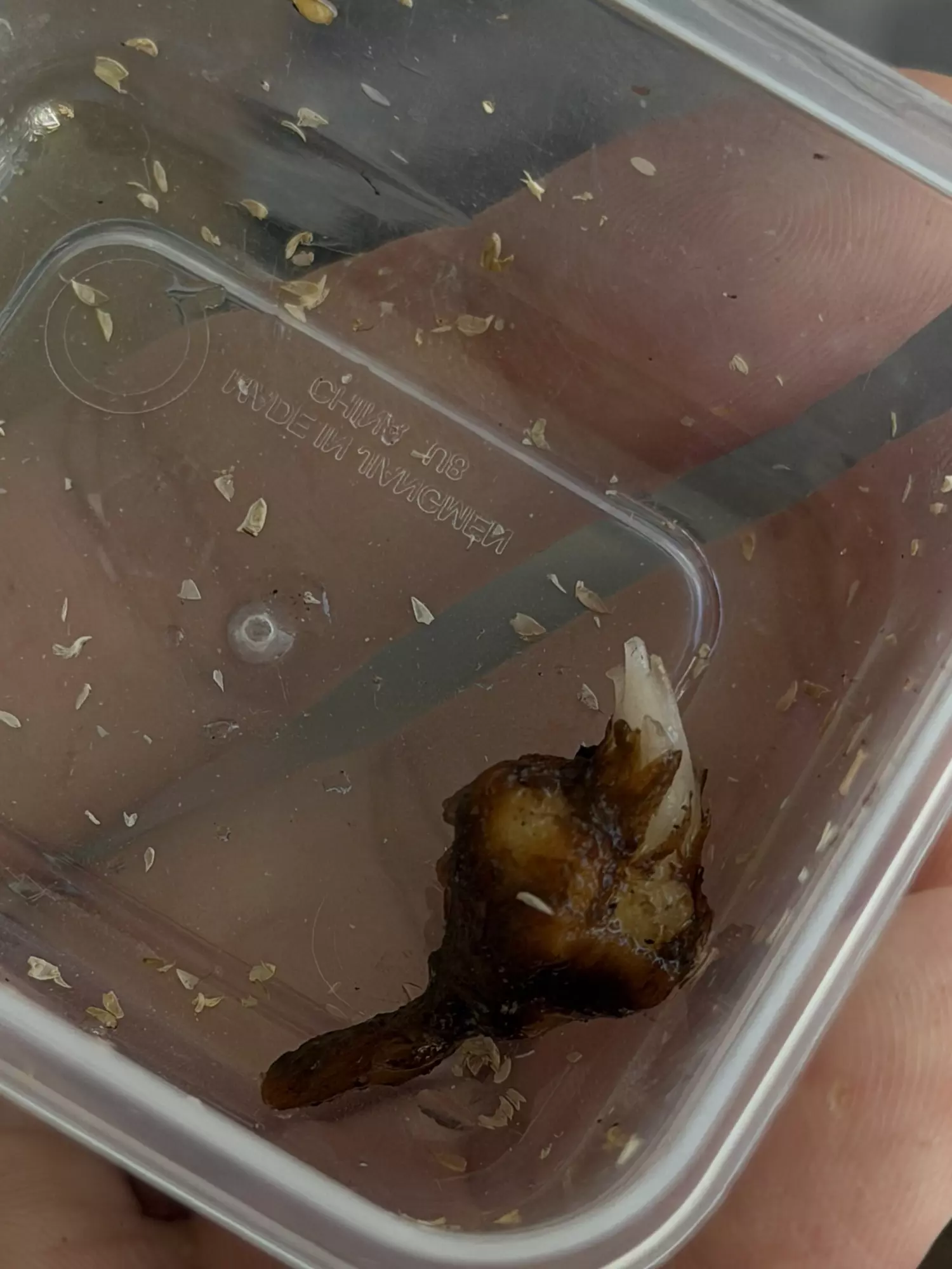 plant/Venom corm-0