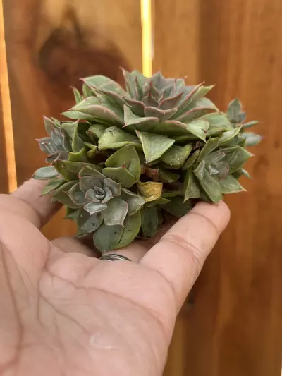 plant/Multi head Echeveria no ID-1-thumbnail