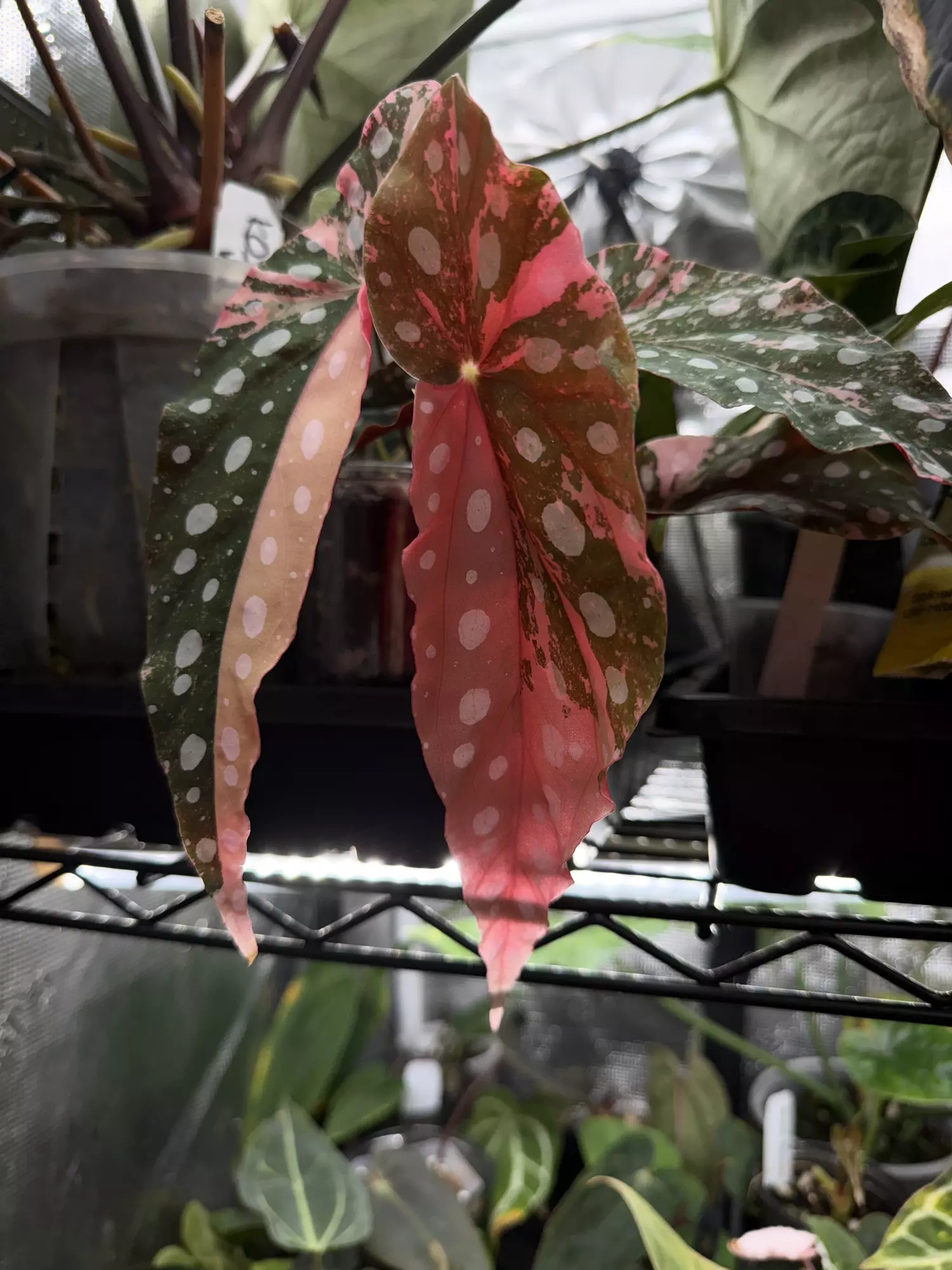 plant/Begonia pink Maculata-3