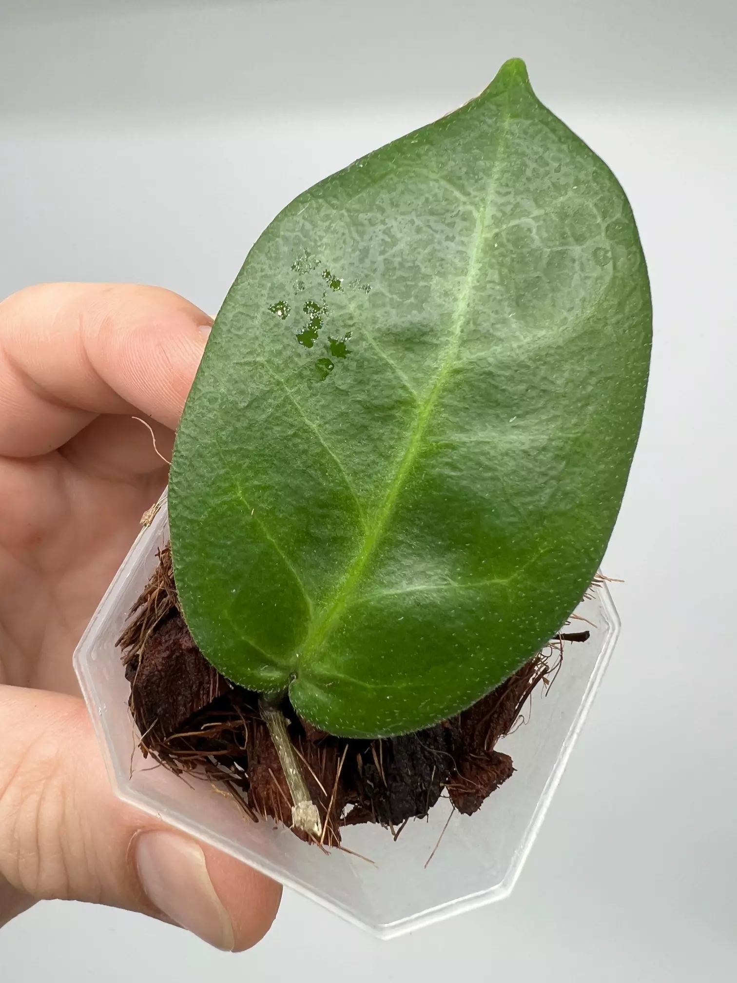 plant/A5 Megalaster (single leafers) - farmer selected-0