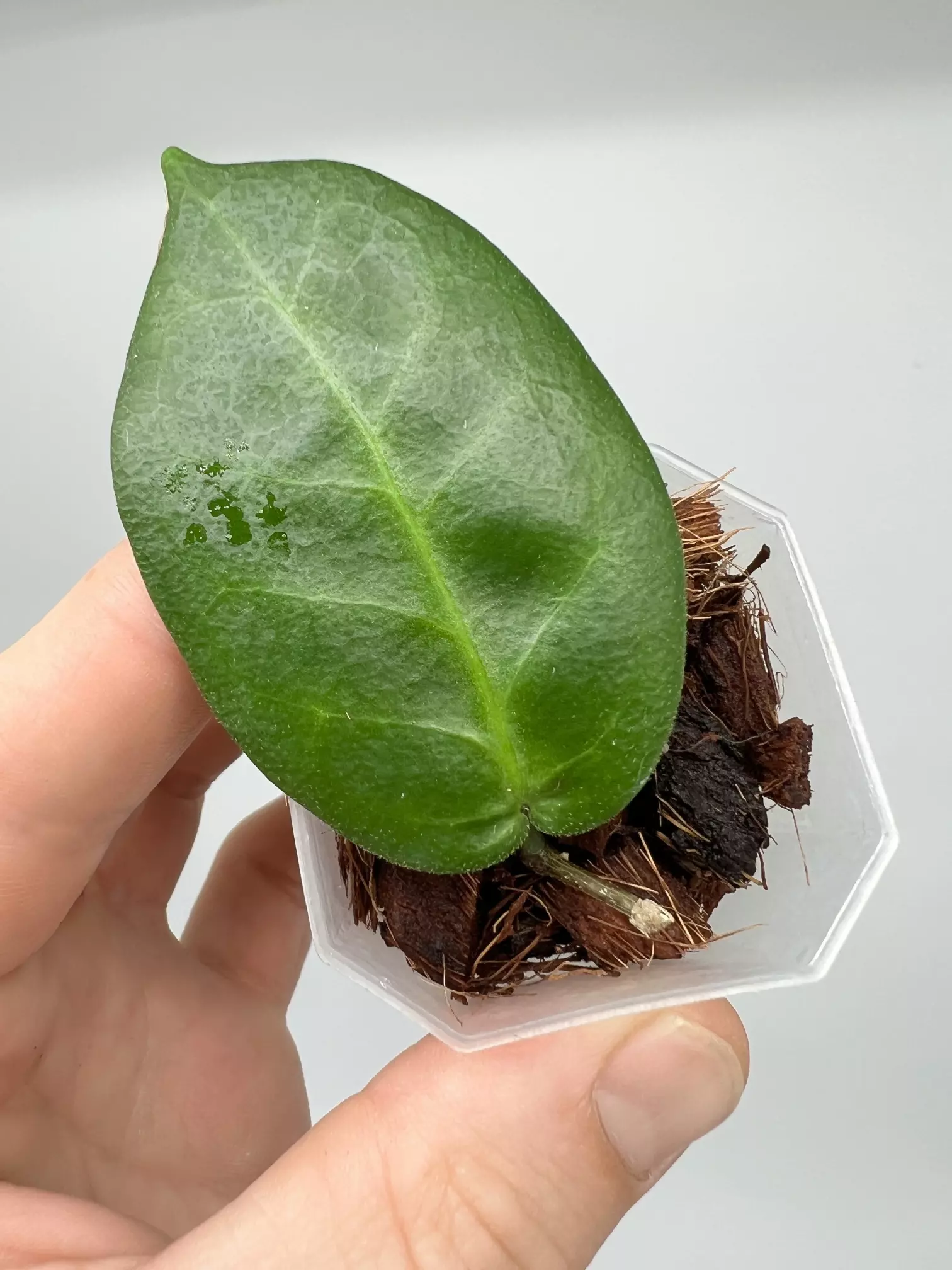 plant/A5 Megalaster (single leafers) - farmer selected-1