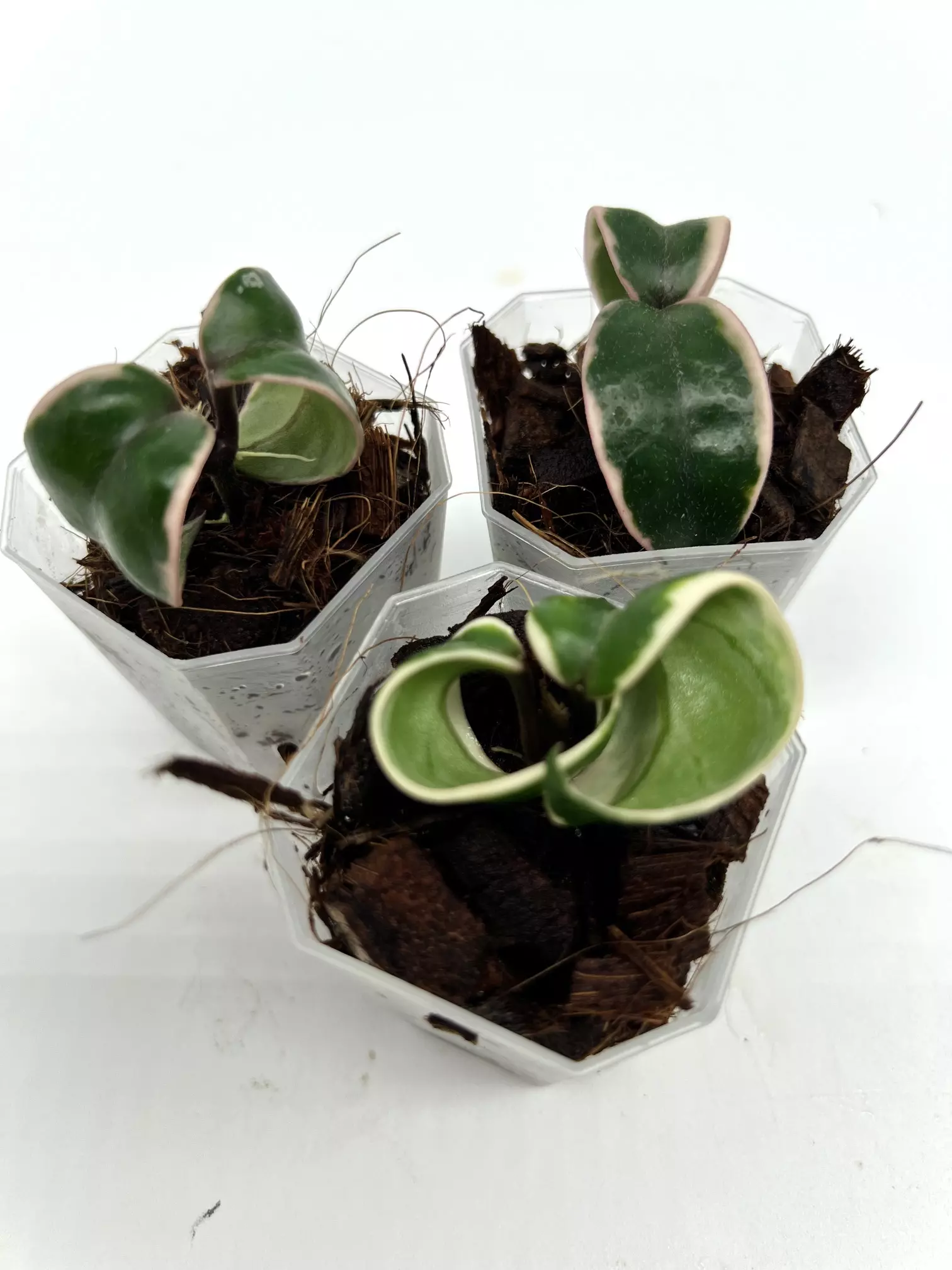 plant/A1 Carnosa Mariana - farmers selected-4