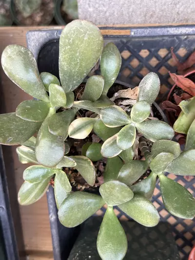 plant/Jade rooted cuttings-0-thumbnail
