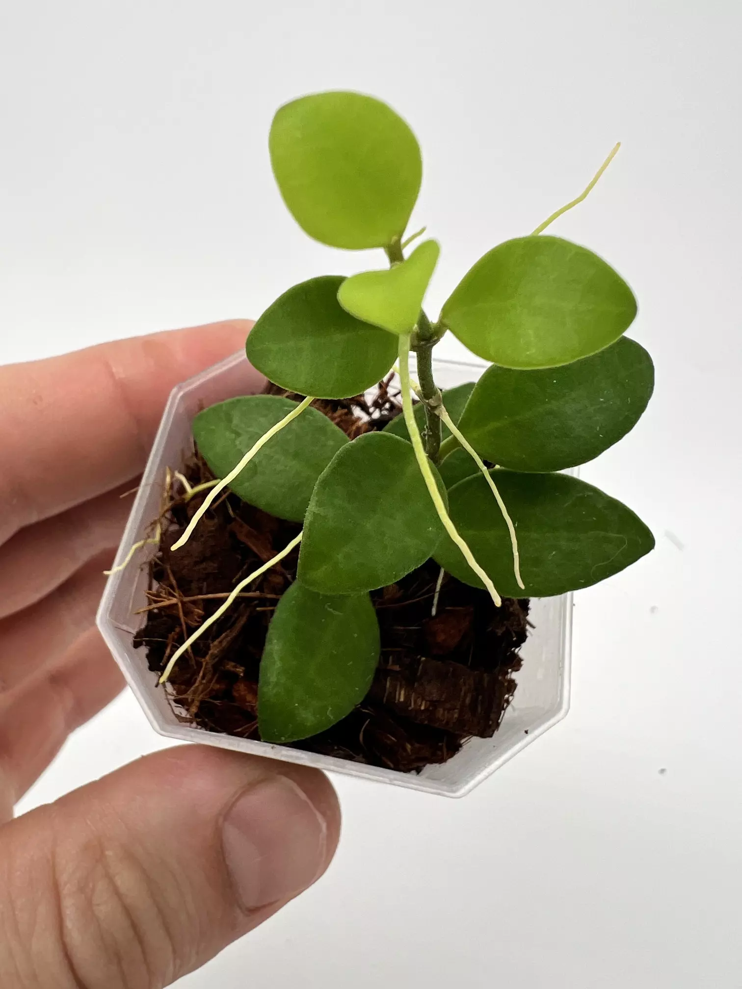 plant/A8 Minipixie - Farmer selected-0