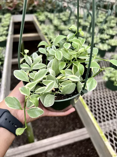 plant/5” Dischidia Oiantha Variegated - Grower’s Choice🌱-0-thumbnail