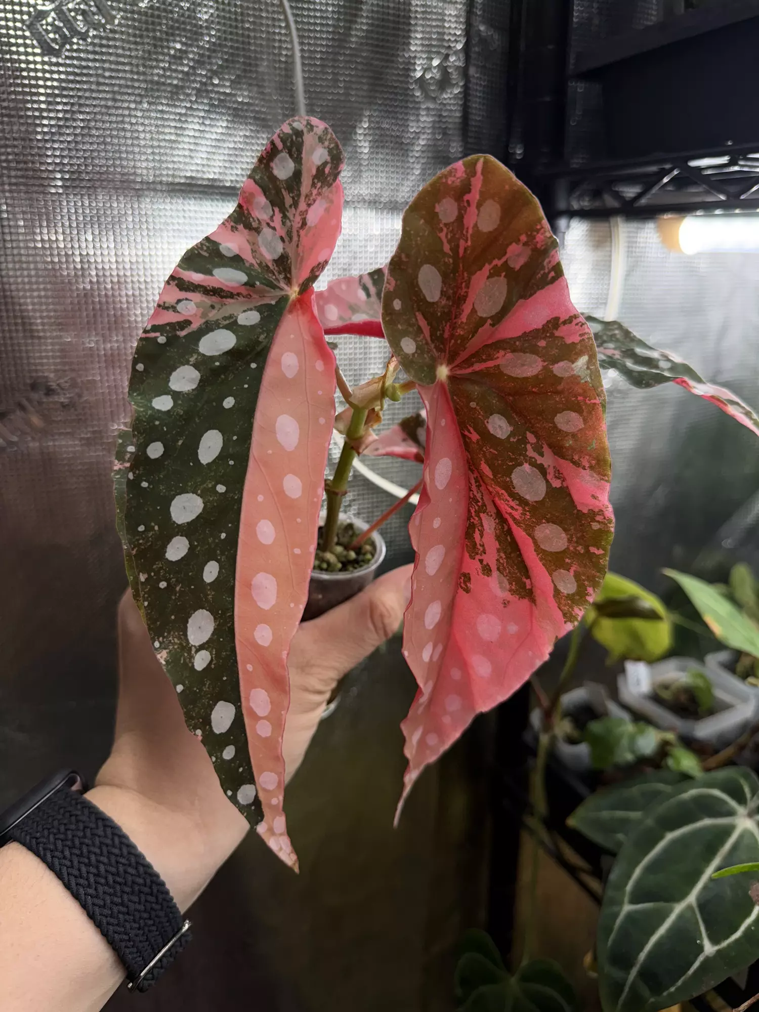 plant/Begonia pink Maculata-0
