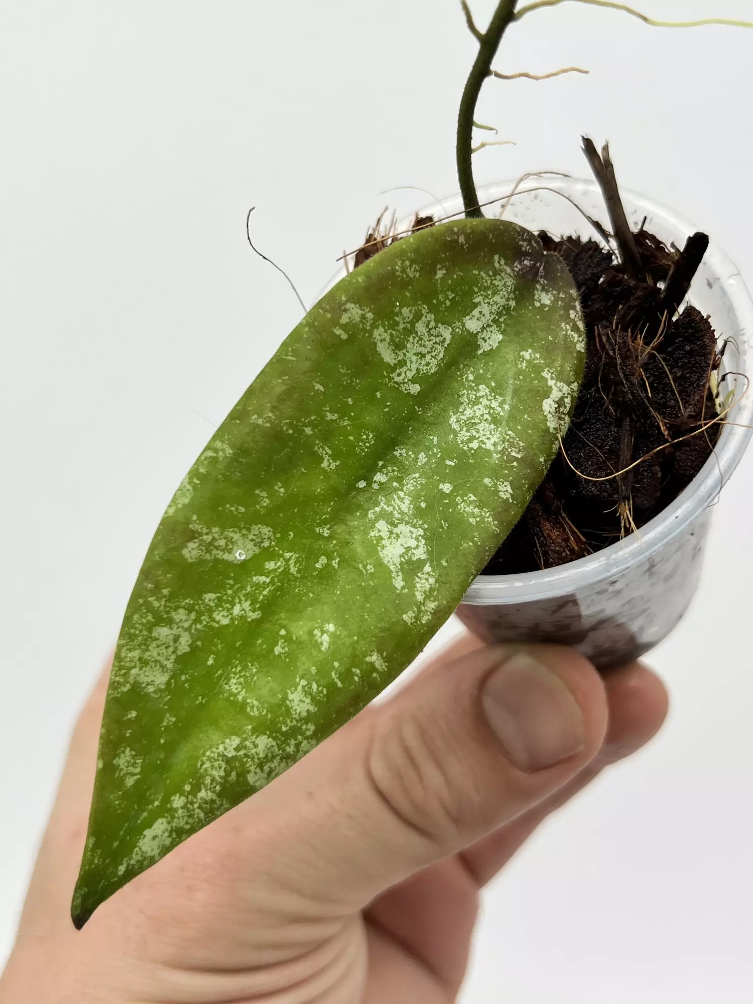 plant/A1 Sangguensis Splash - exact plant-0