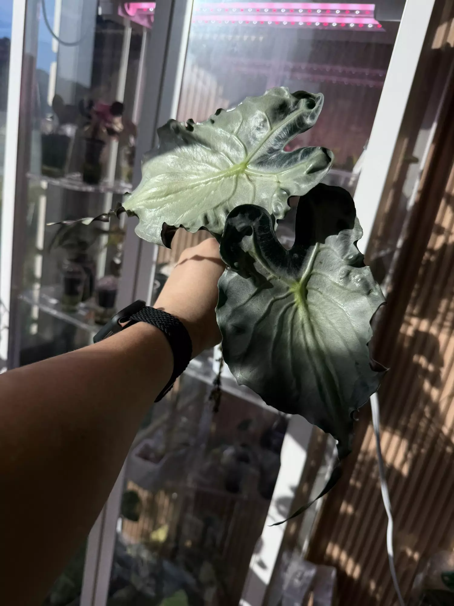 plant/Venom corm-1