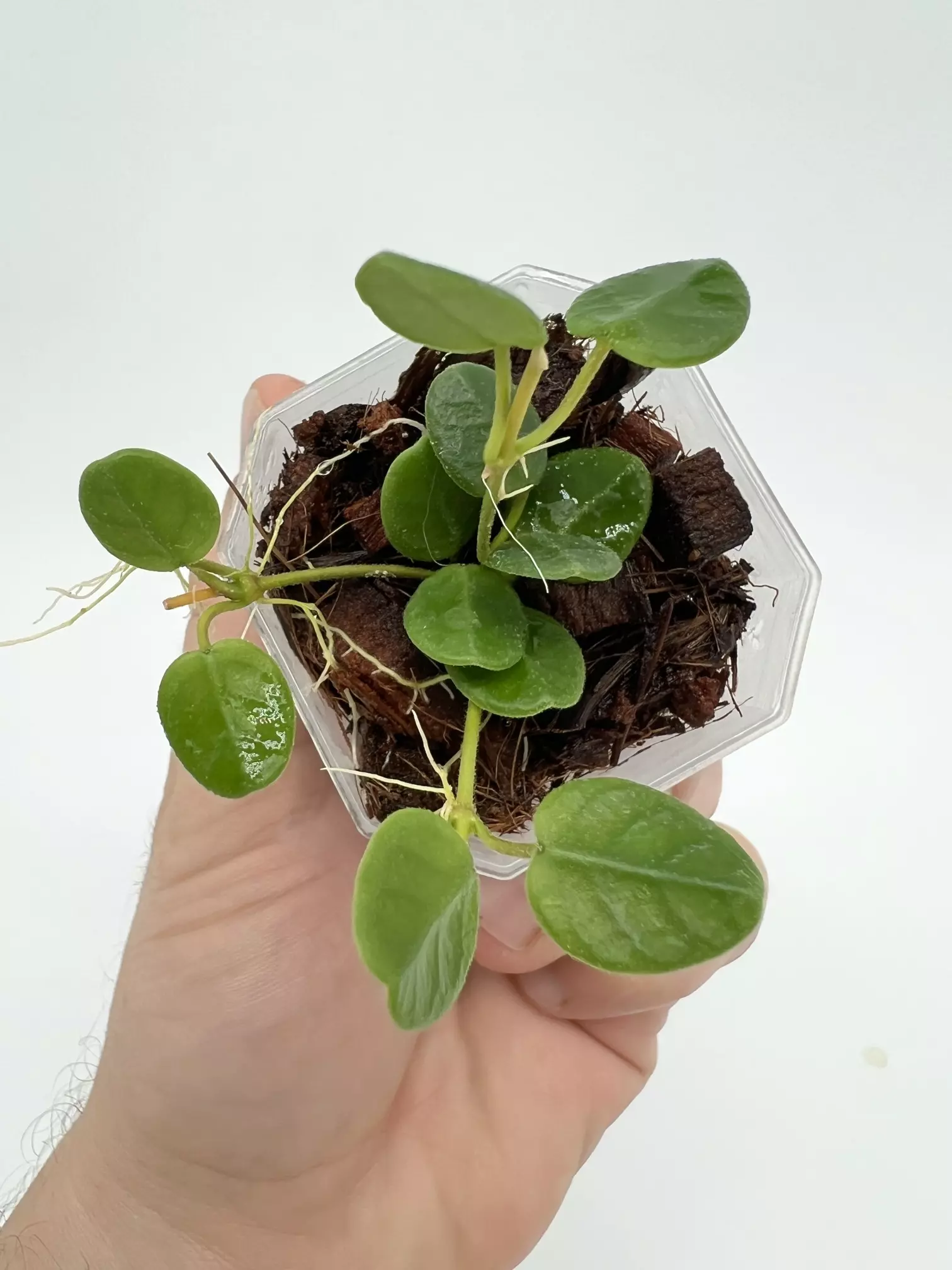 plant/A1 Tengchongensis - farmers selected-0