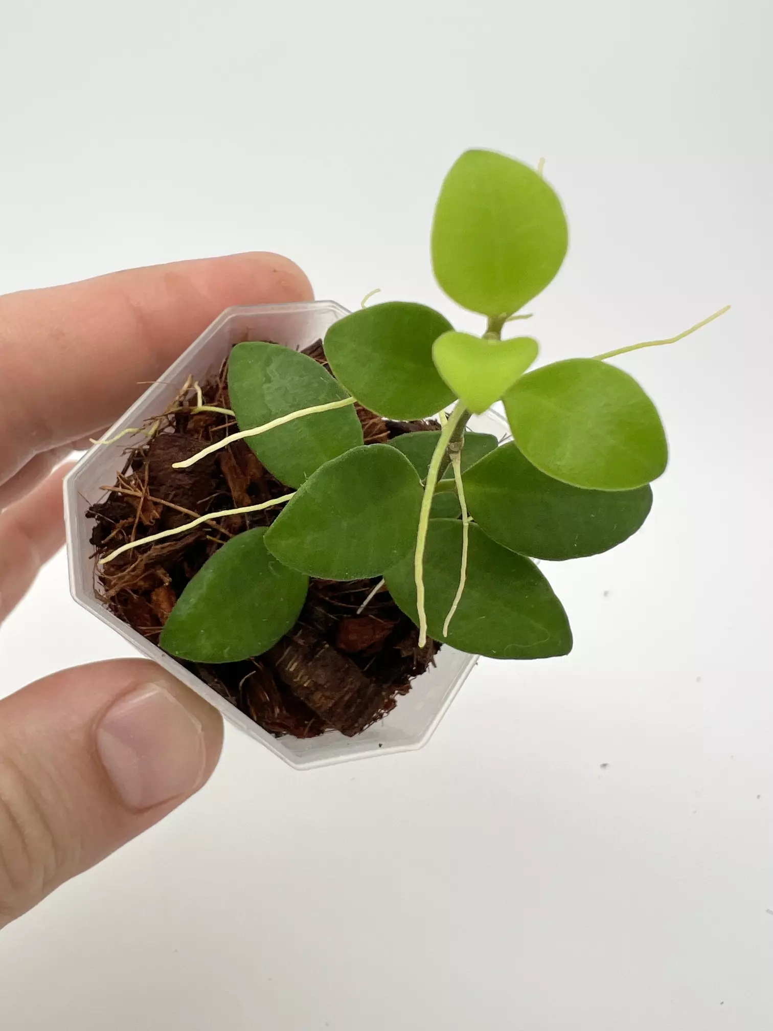 plant/A8 Minipixie - Farmer selected-2