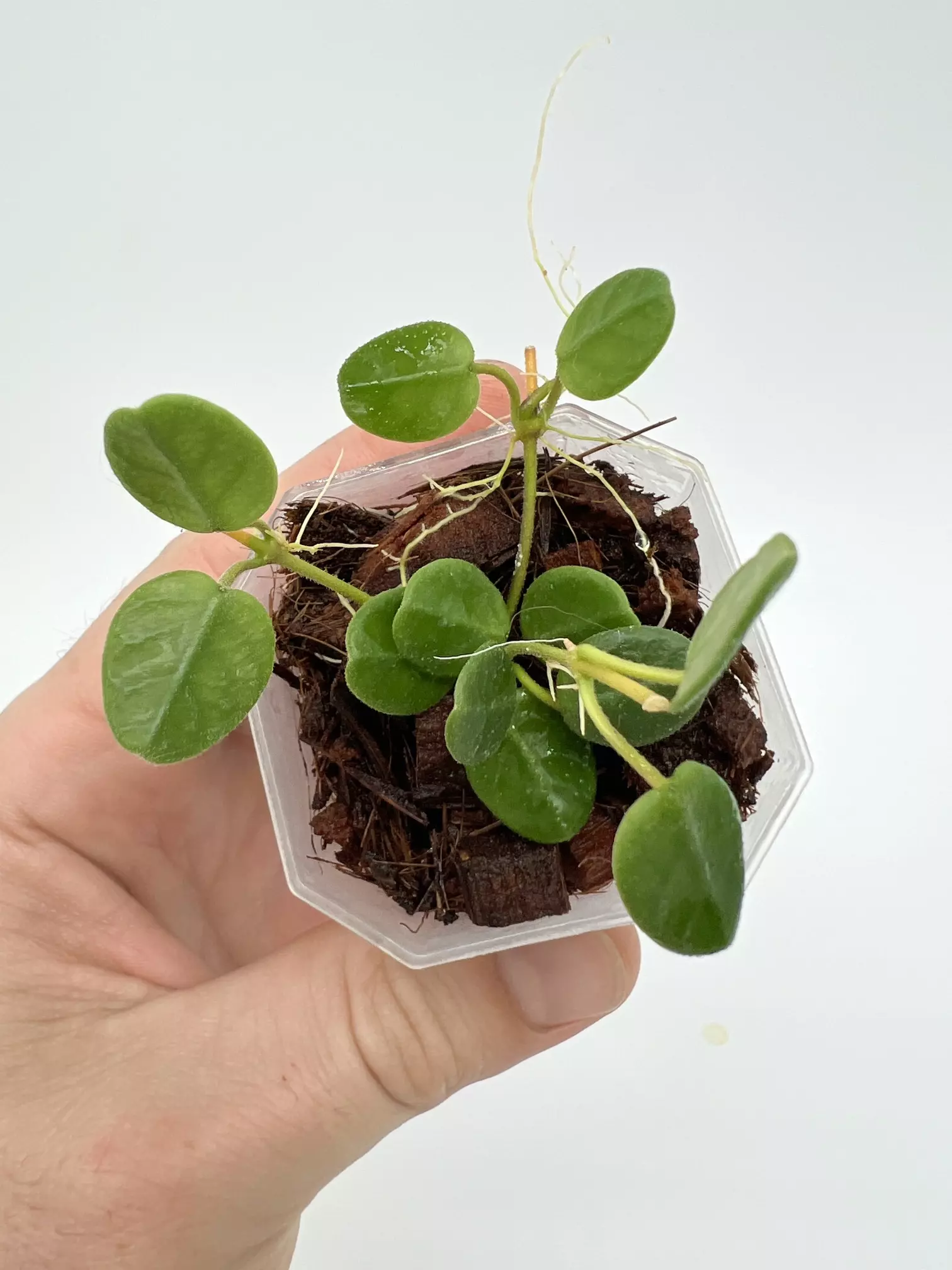 plant/A1 Tengchongensis - farmers selected-1