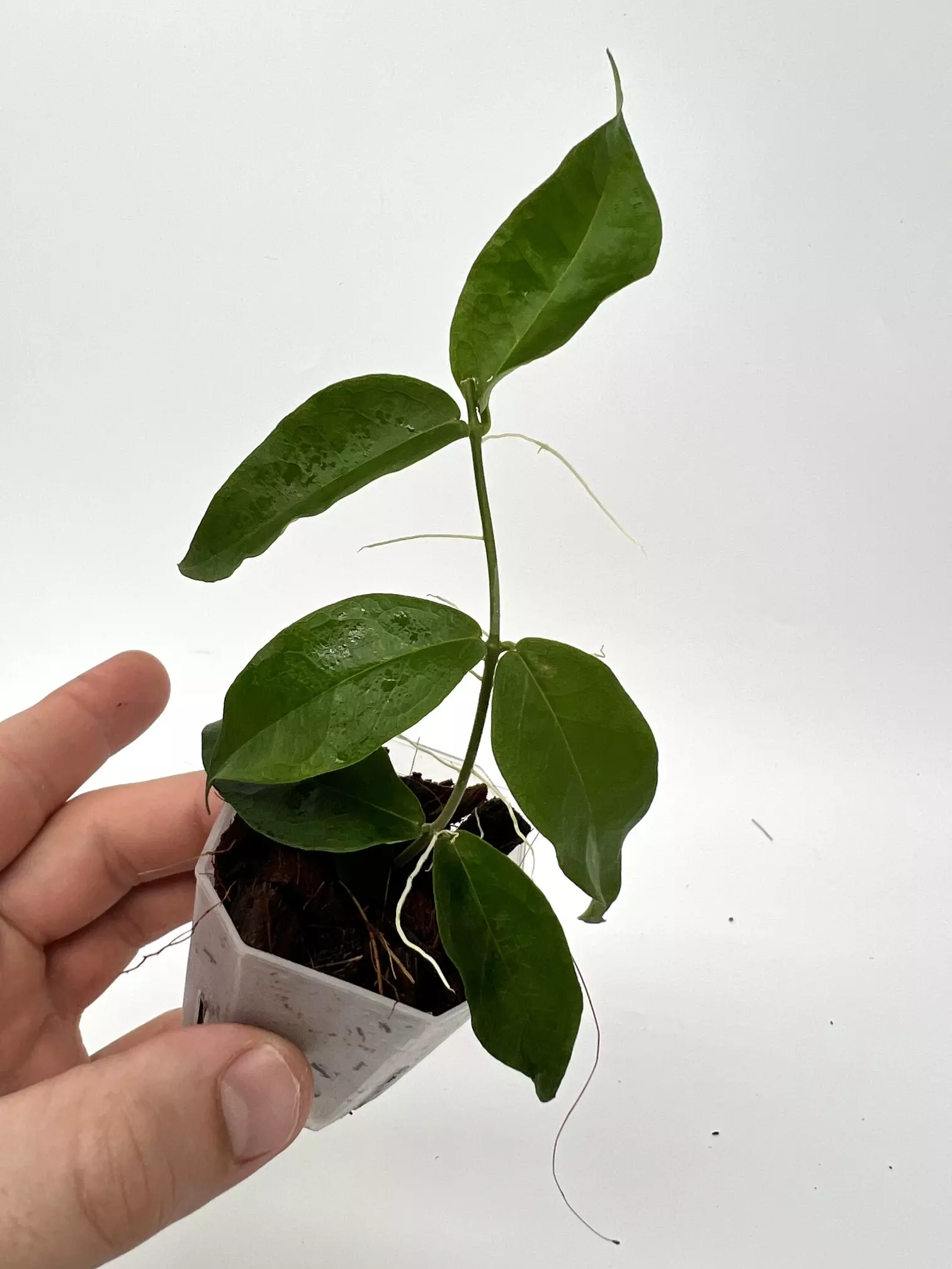 plant/A8 Papuana - farmer selected-1