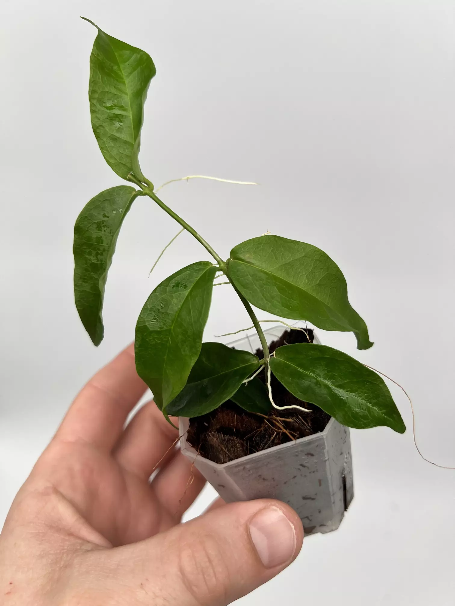 plant/A8 Papuana - farmer selected-0
