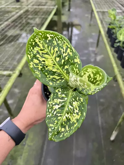 plant/4” Dieffenbachia Reflector - Grower’s Choice🌱-0-thumbnail
