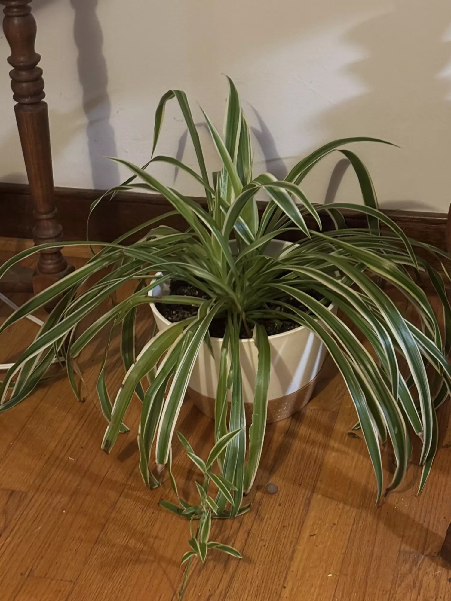plant/Spider Plant 8” pot-0