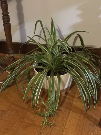 plant/Spider Plant 8” pot-0-thumbnail