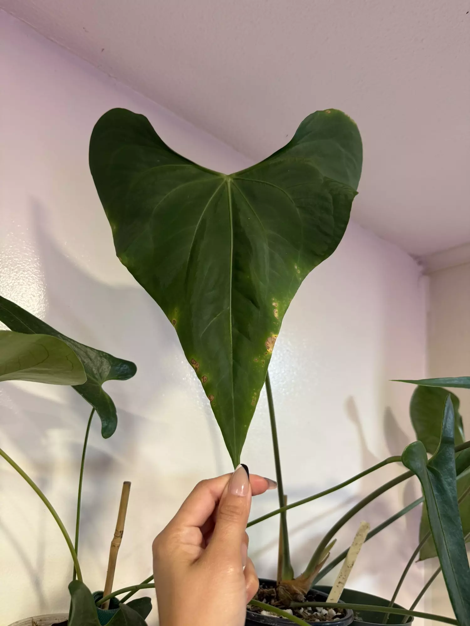 plant/Fredmulleri Rooted Butt Cut w/ 2 leaves + Active GP-0