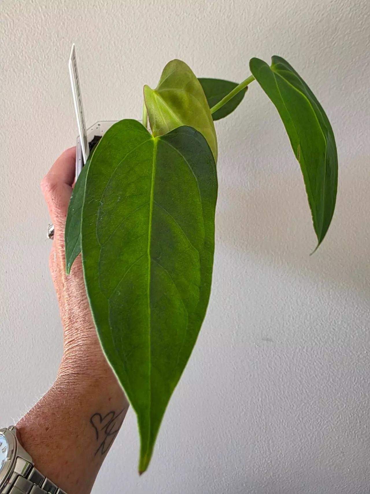 plant/Anthurium Dark Panama (Goliath) x port-0