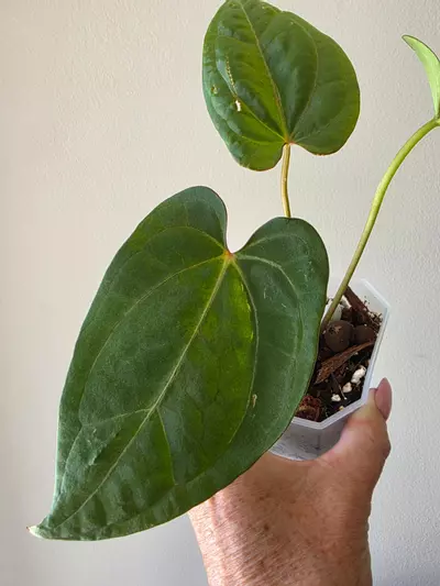 plant/Blue paper x Ace of spades 4in-0-thumbnail