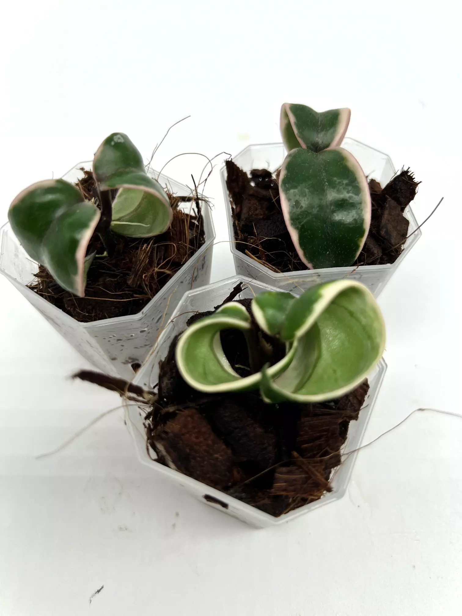 plant/A1 Carnosa Mariana - farmers selected-0
