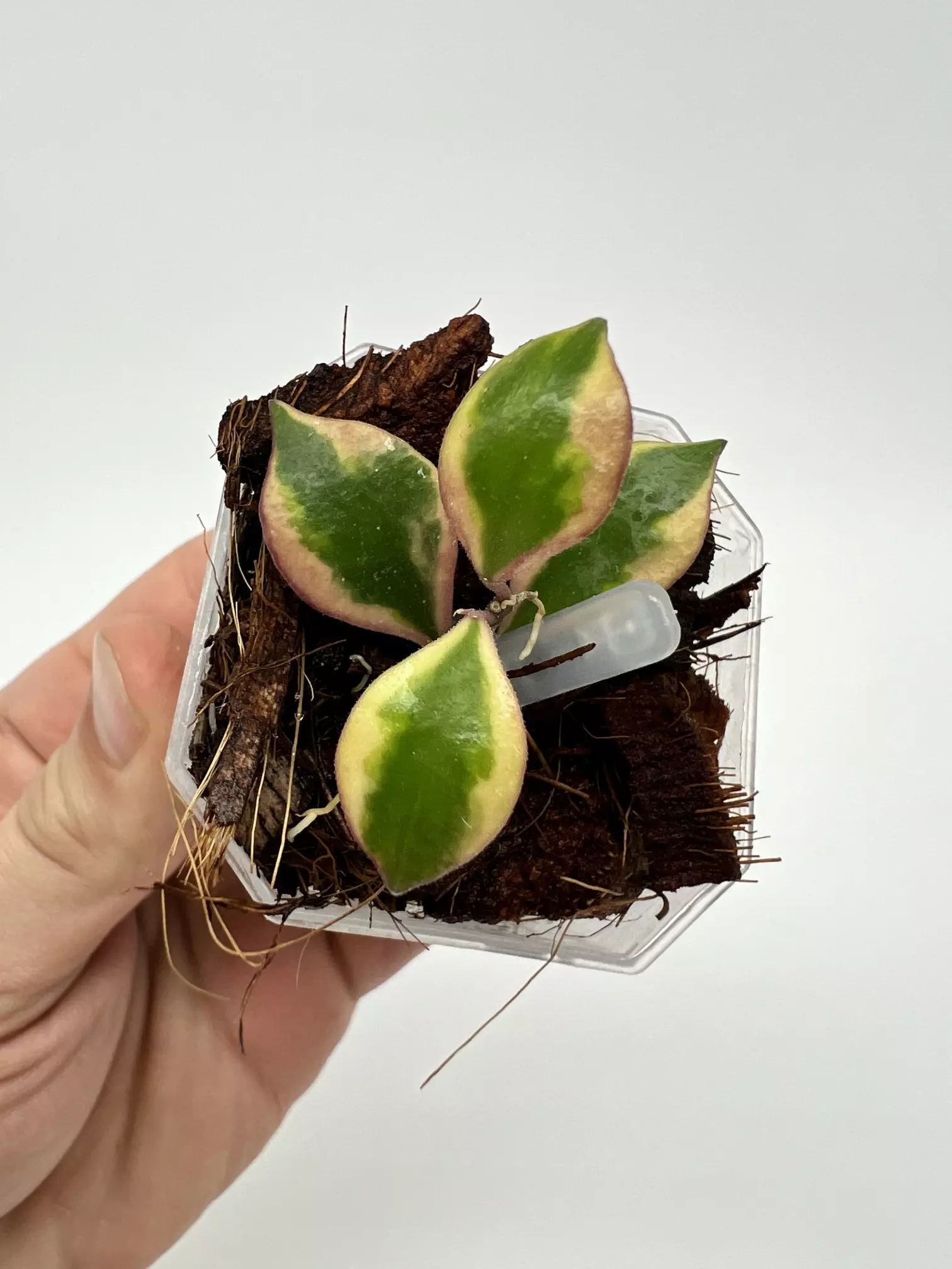 plant/A1 Bakoensis Albo - farmers selected-1