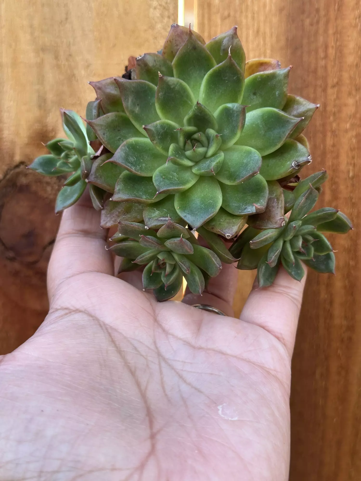 plant/Multi head Echeveria no ID-0