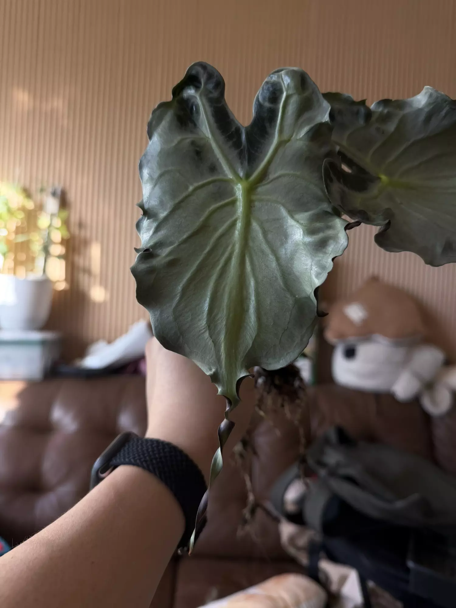 plant/Venom corm-2