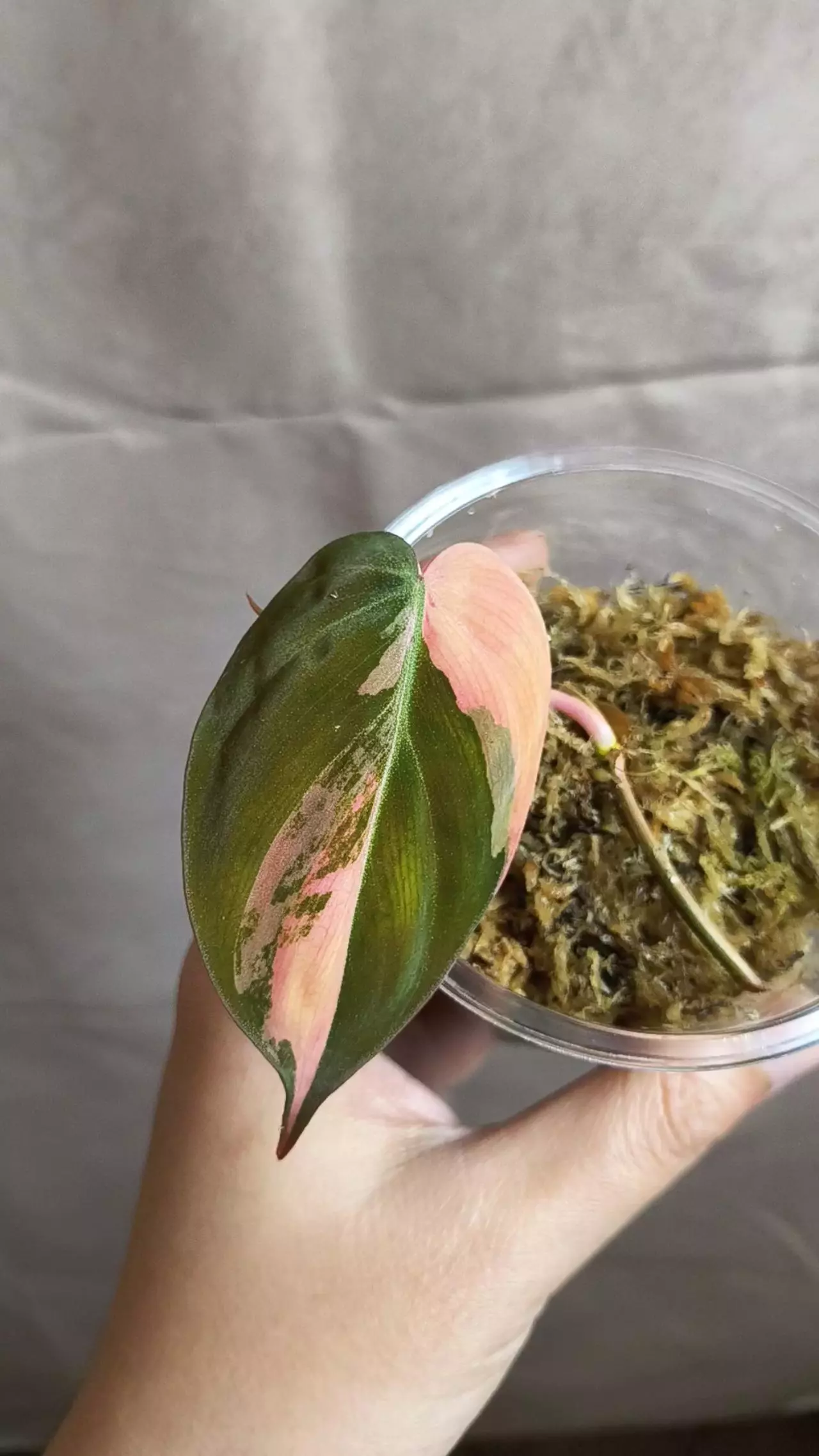 plant/Philodendron Micans Aurea/Pink Var (Not true pink Micans)-1