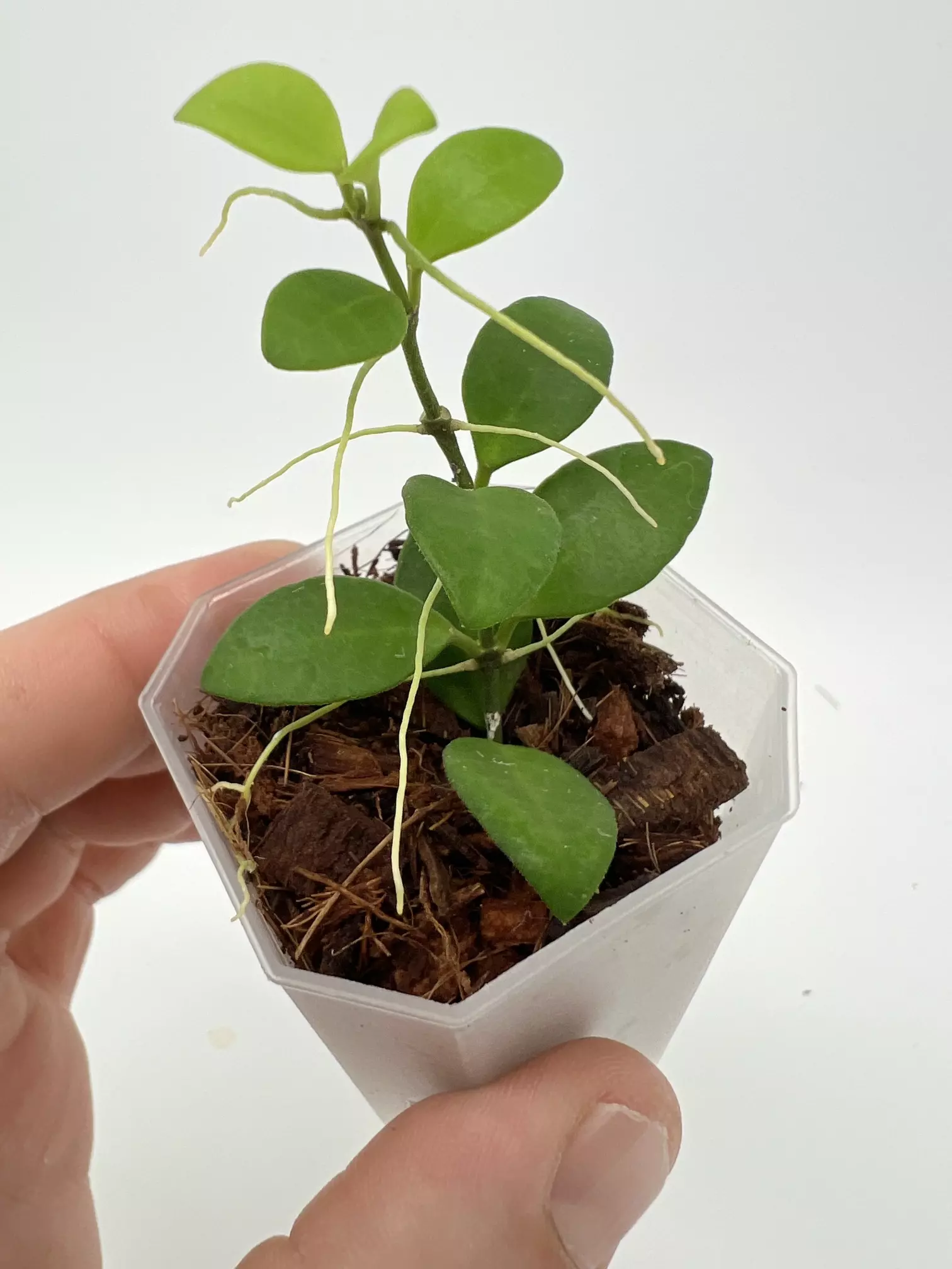 plant/A8 Minipixie - Farmer selected-1