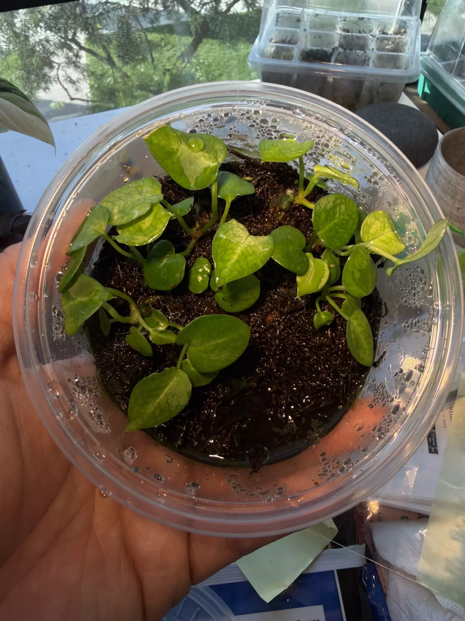 plant/Growers choice Tim’s Black x Carla Soul Reaper-0