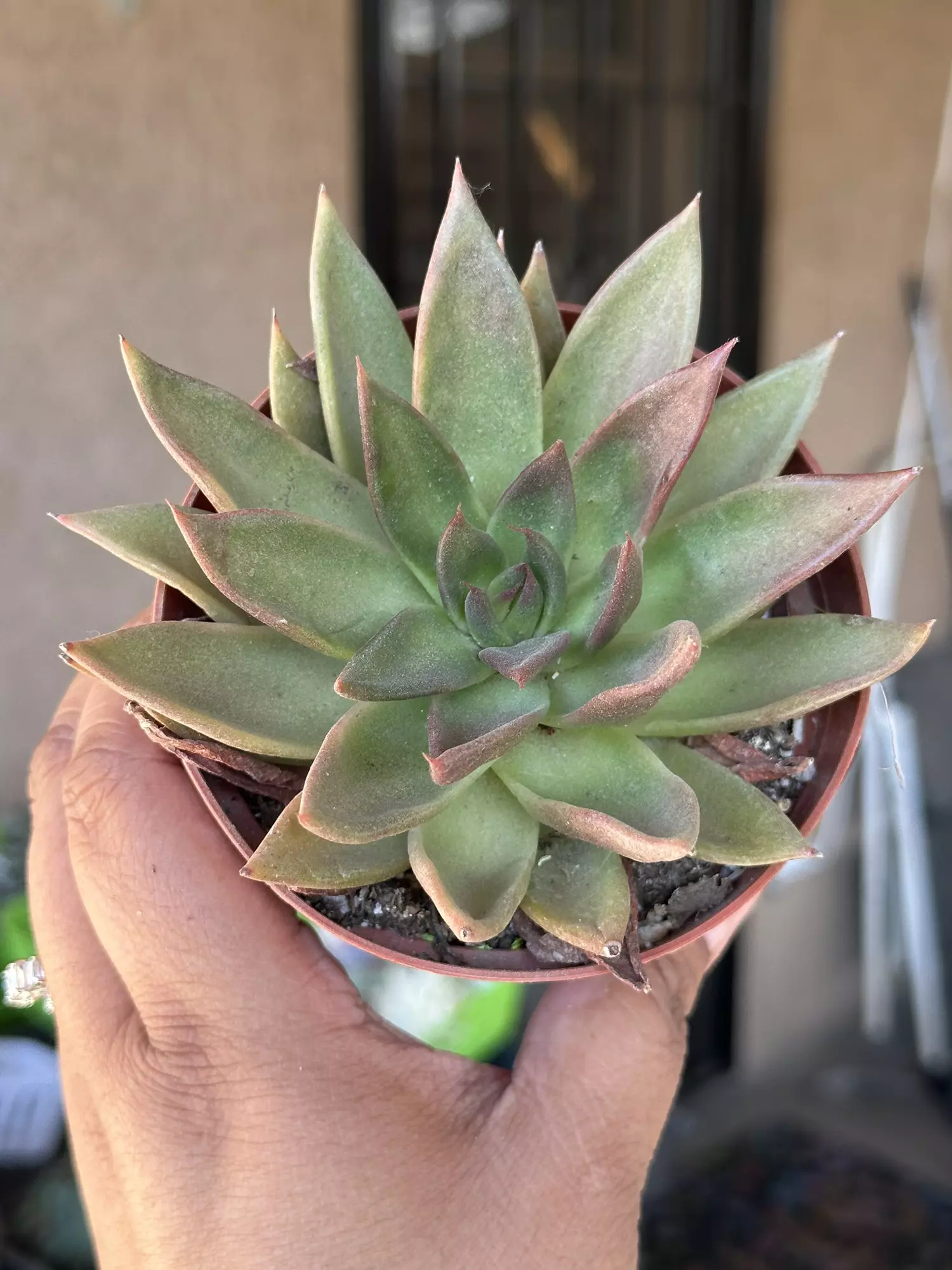 plant/Echeveria -0