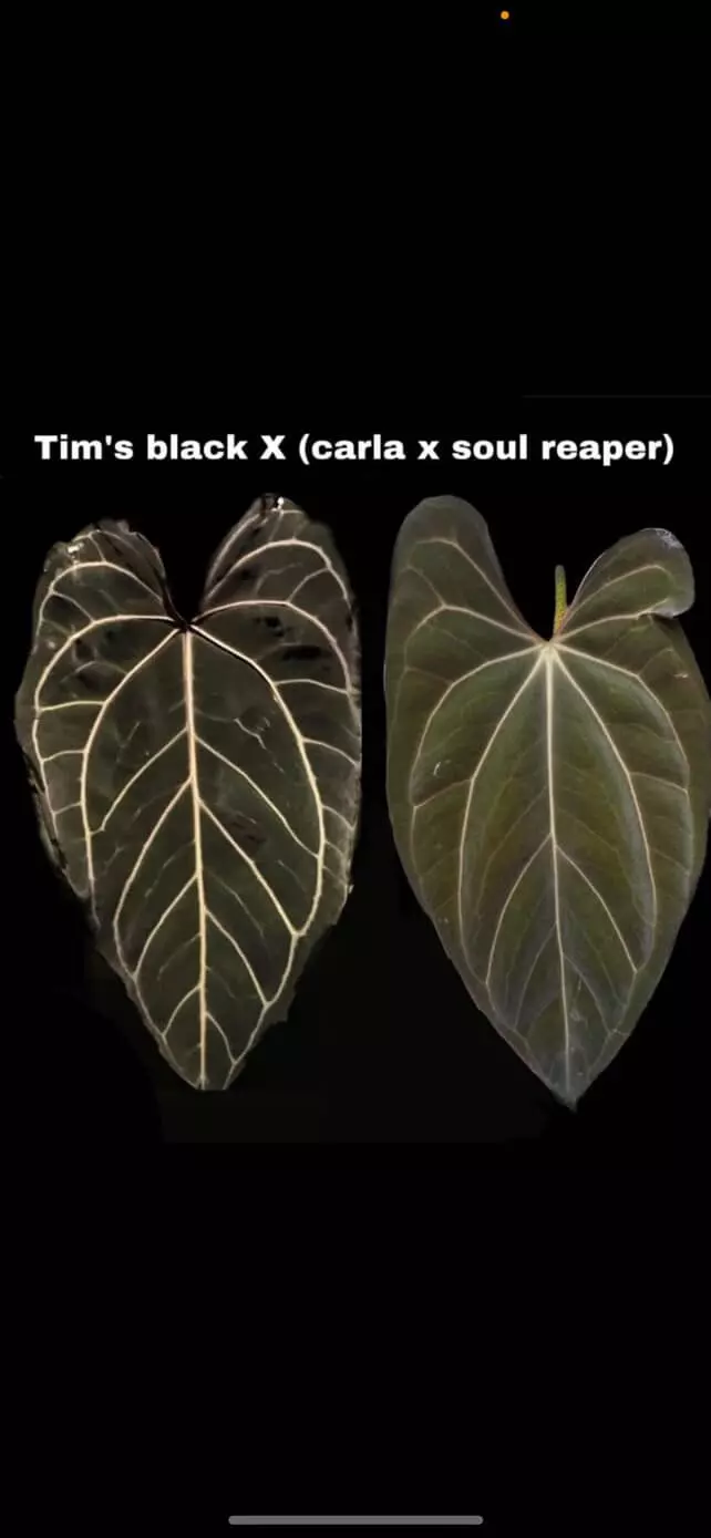 plant/Growers choice Tim’s Black x Carla Soul Reaper-1