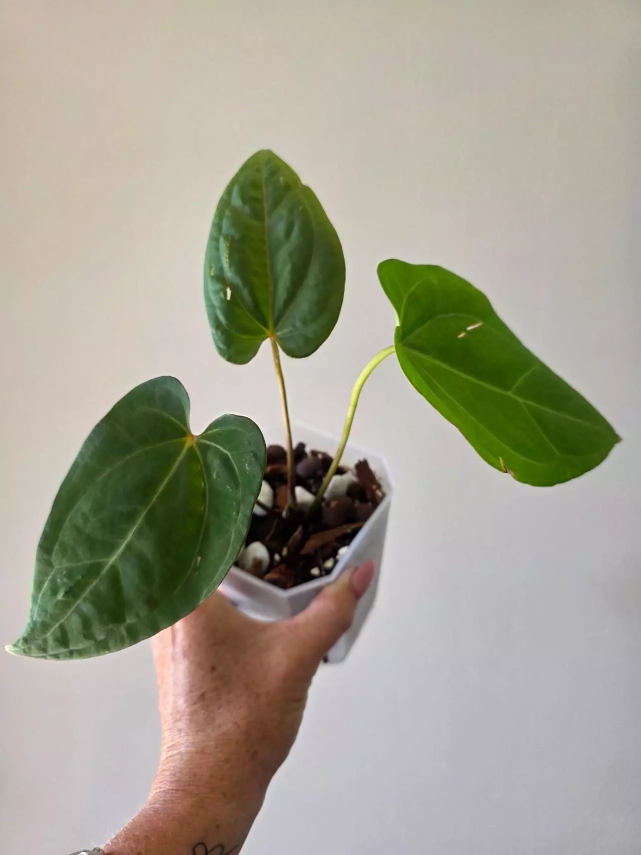 plant/Blue paper x Ace of spades 4in-1