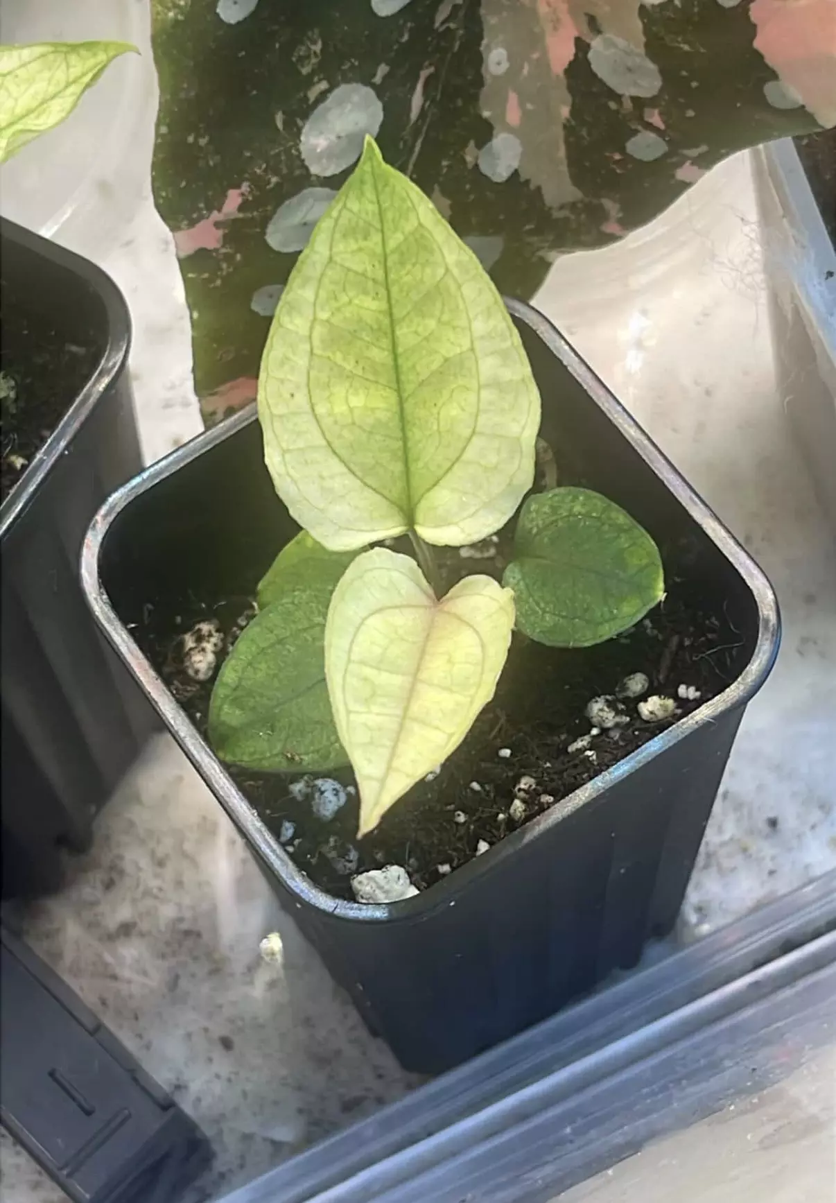 plant/Pink veins: minty var - wonderboy x pap X carlablackiae-0