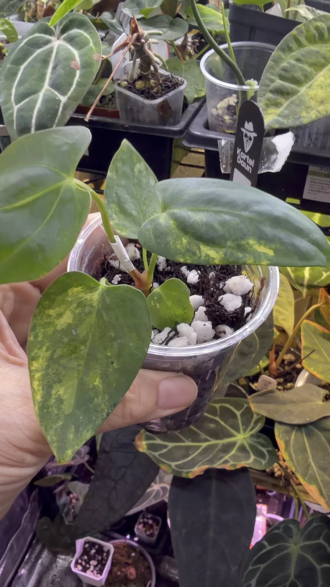 plant/Pap x-one X indo port variegated -0