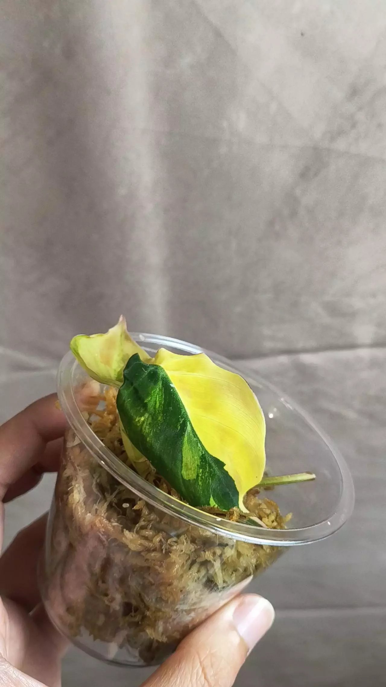 plant/Philodendron Micans Aurea/Pink Var-1