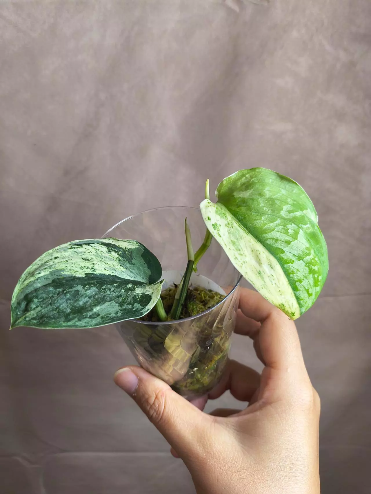 plant/Scindapsus Dragon Splash-0