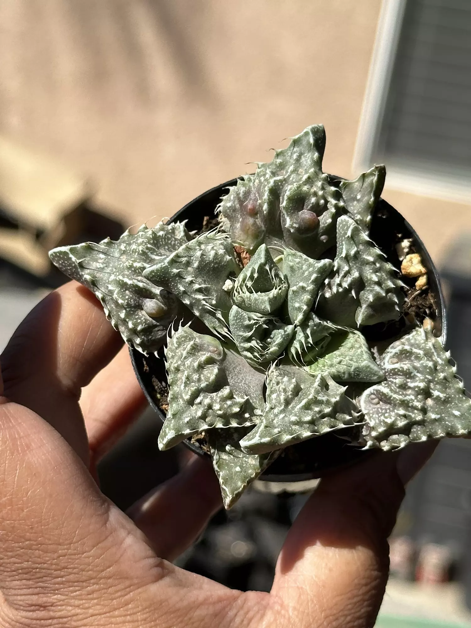 plant/Variegated Tiger Jaw-0