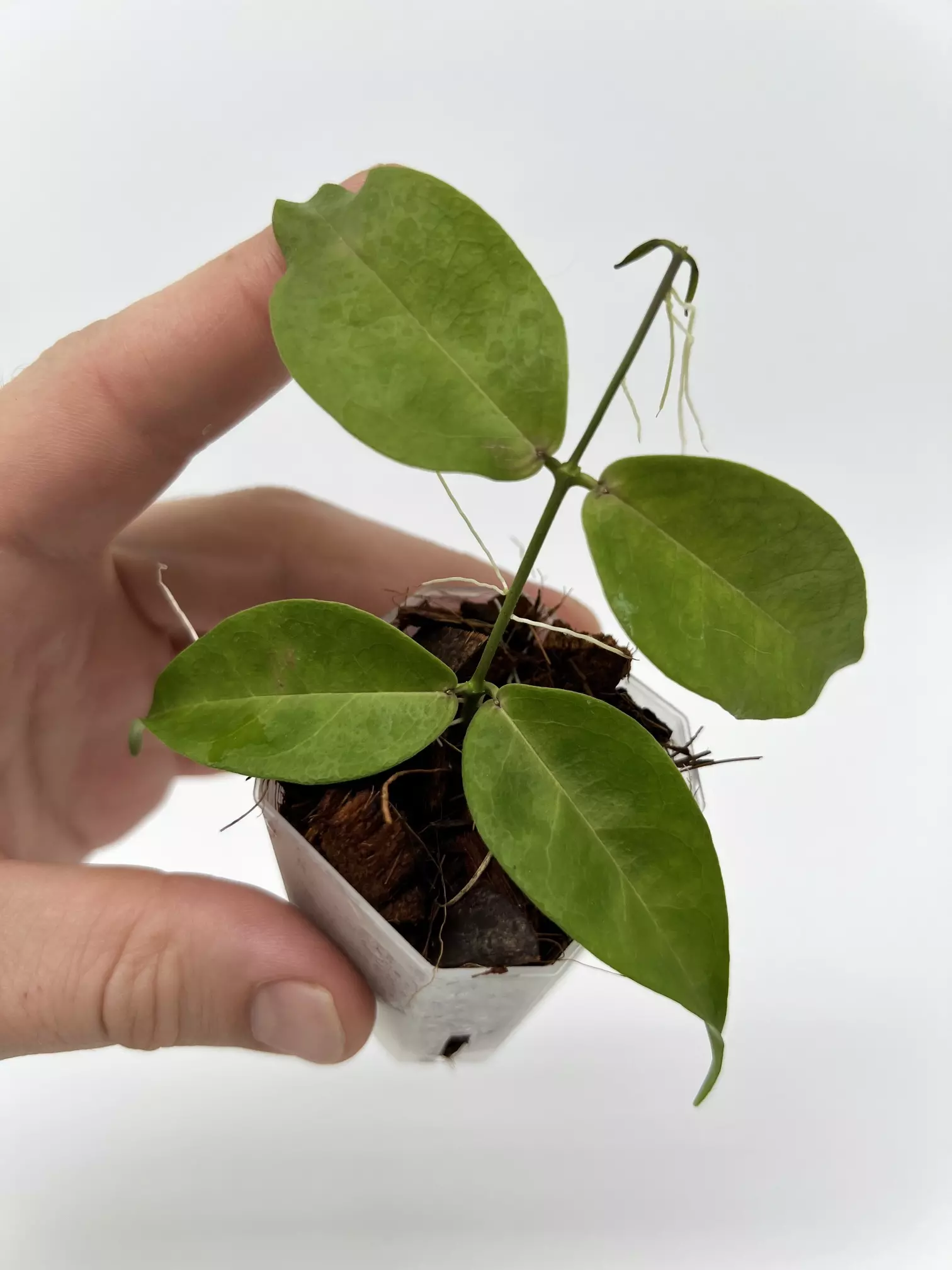 plant/A1 Papuana - farmers selected-0