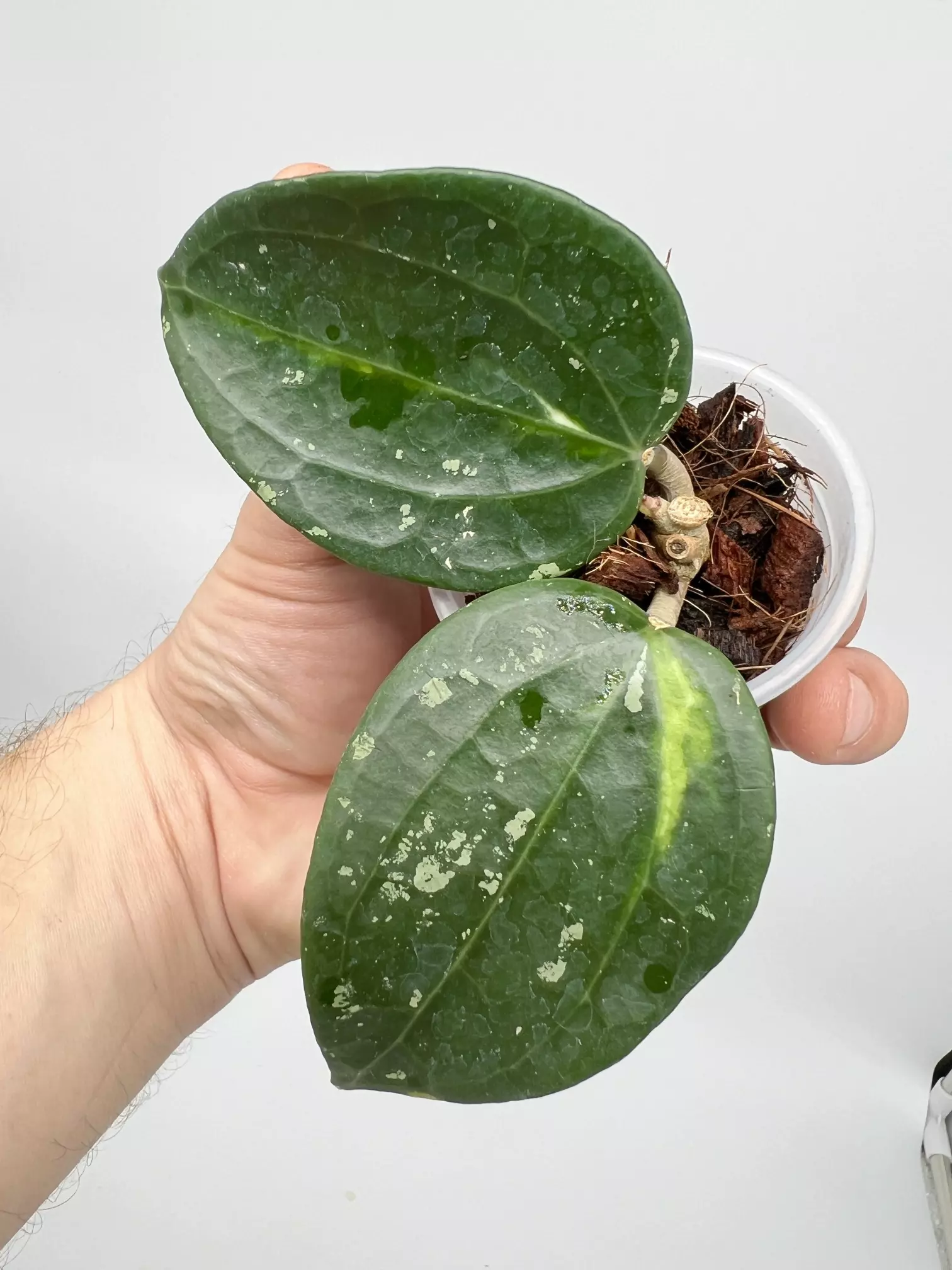 plant/A4 variegated Latifolia - exact plant-2