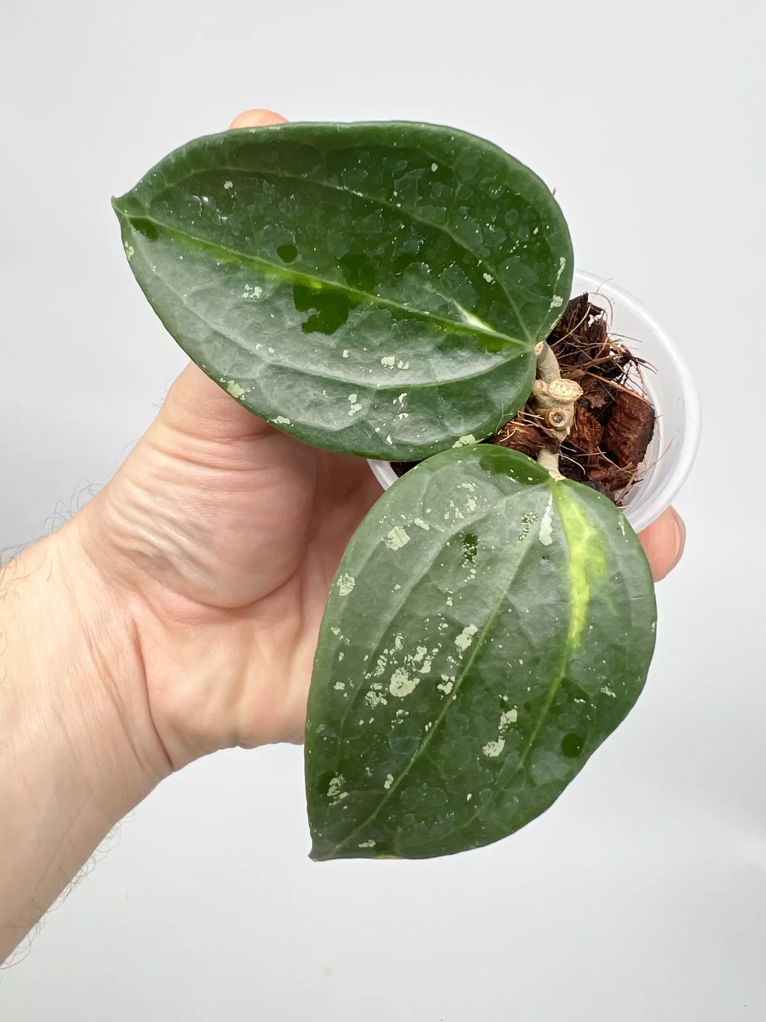 plant/A4 variegated Latifolia - exact plant-0