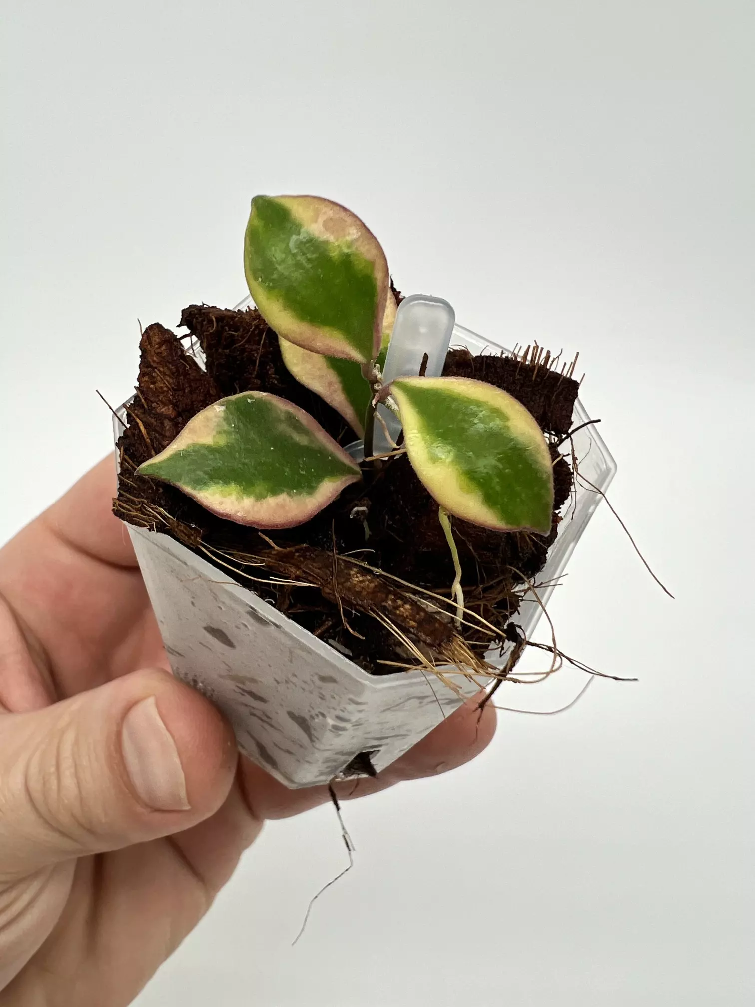 plant/A1 Bakoensis Albo - farmers selected-2